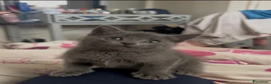 Russian Blue 1