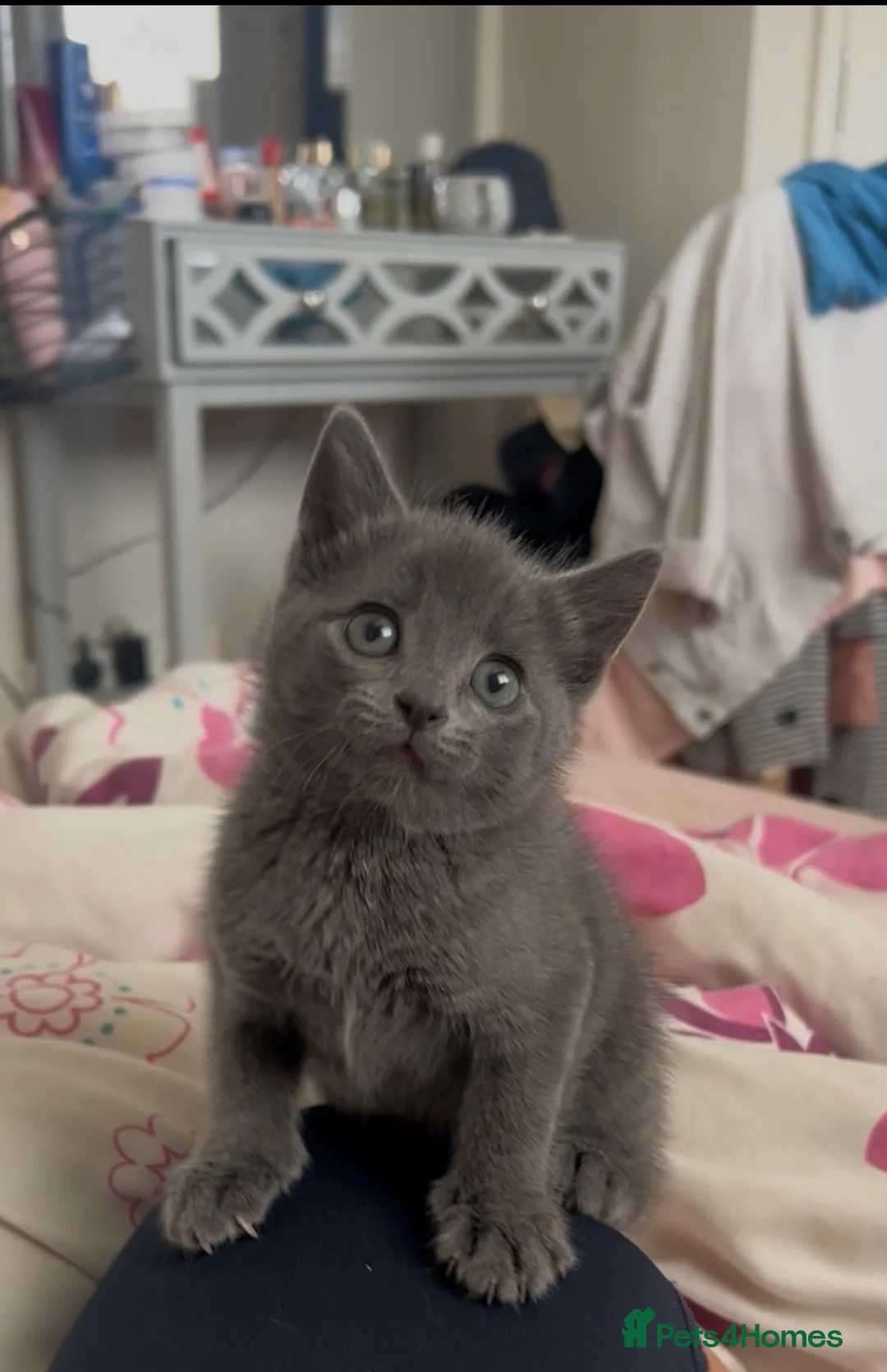 Russian Blue cats for sale: Beautiful Russian Blue Type Female Kitten - Advert 10