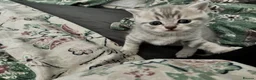 British Shorthair cats for sale: 3 boys & 2 girls. BSH CATS. in Preston - Advert 4