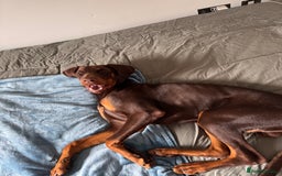 Dobermann dogs for sale: Male doberman  - Image 3