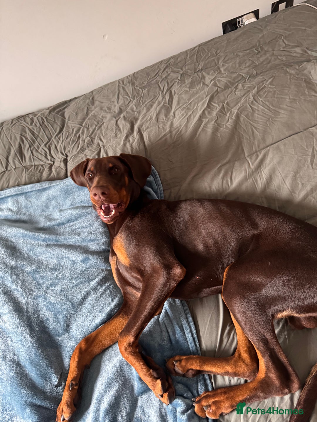 Dobermann dogs for sale: Male doberman  - Image 3