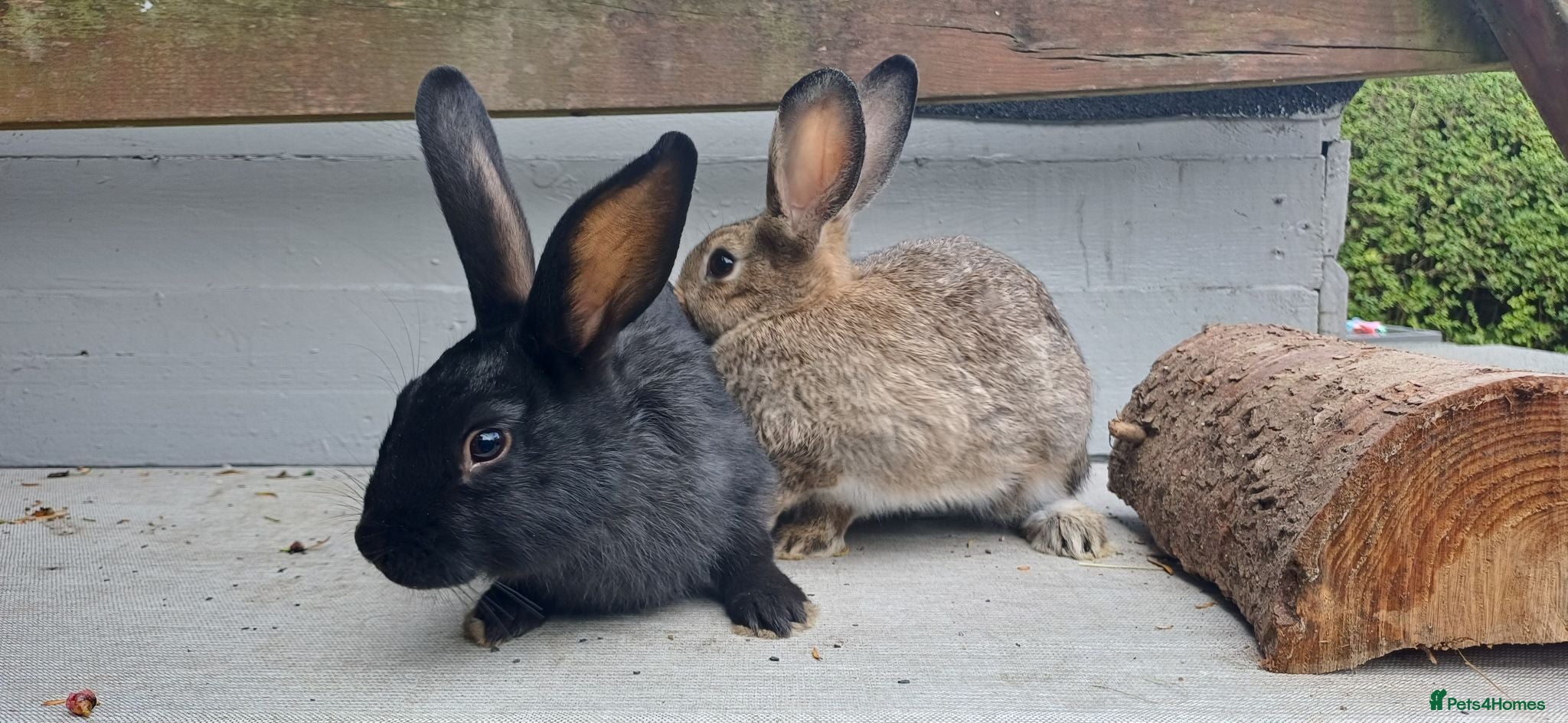 Mixed Breed rabbits Rabbits. Born 15th June.  - Advert 10