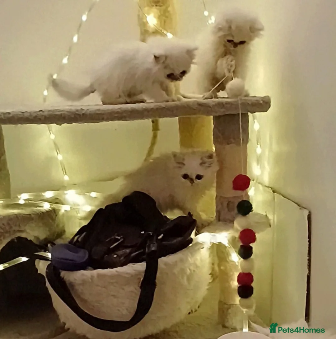 Persian cats for sale: 🍁White black tipped Persian kittens ready now - Advert 11