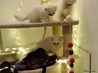 Persian cats 🍁White black tipped Persian kittens ready now - Advert 7
