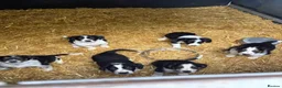 Border Collie dogs for sale: Beautiful Border Collie Pups - Advert 7