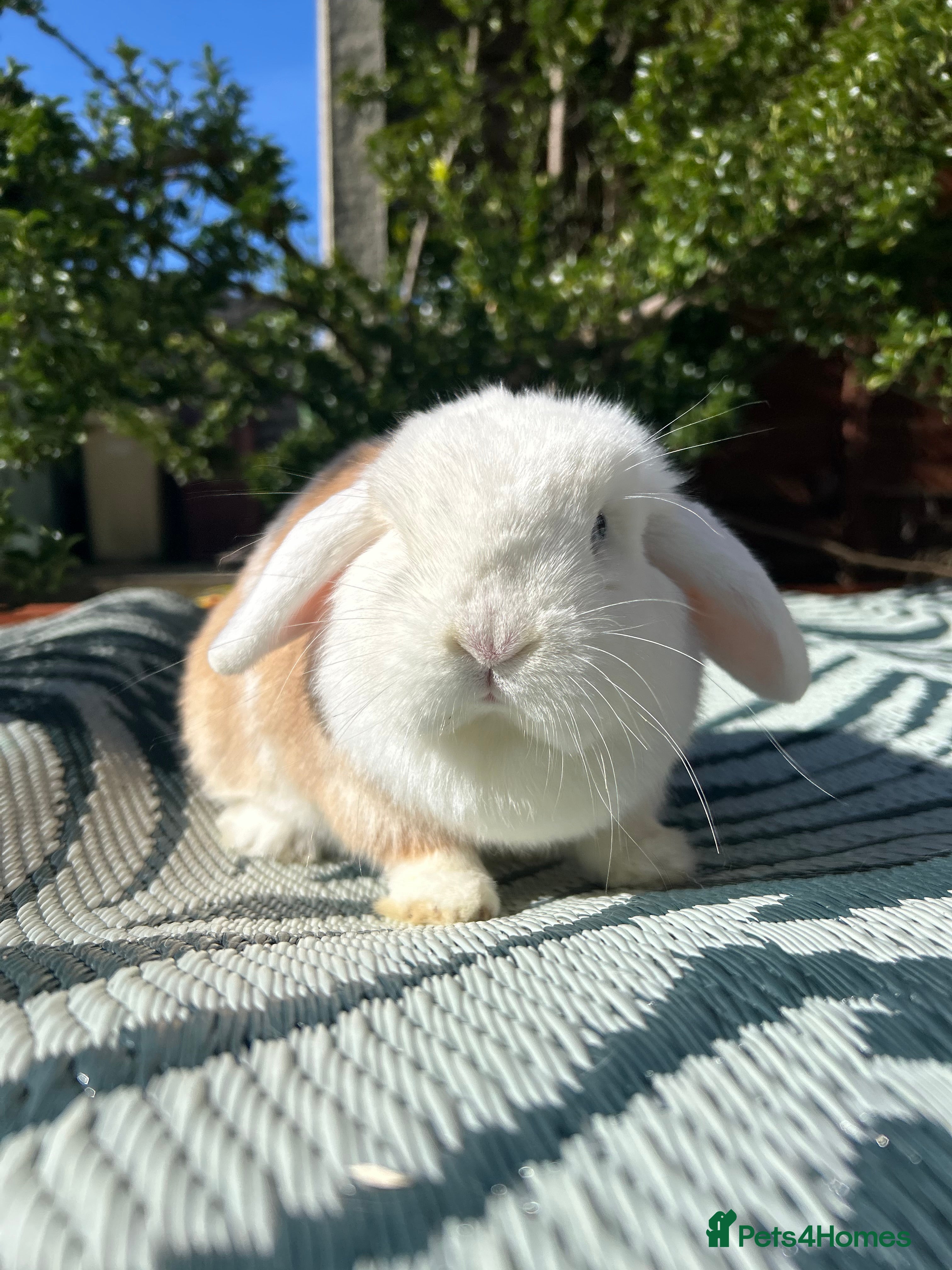 Mini Lop rabbits Beautiful Minilop Doe - Advert 1