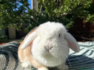 Mini Lop rabbits Beautiful Minilop Doe - Advert 1