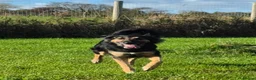 Greyhound dogs for stud: greyhound/German shepherd  - Advert 4