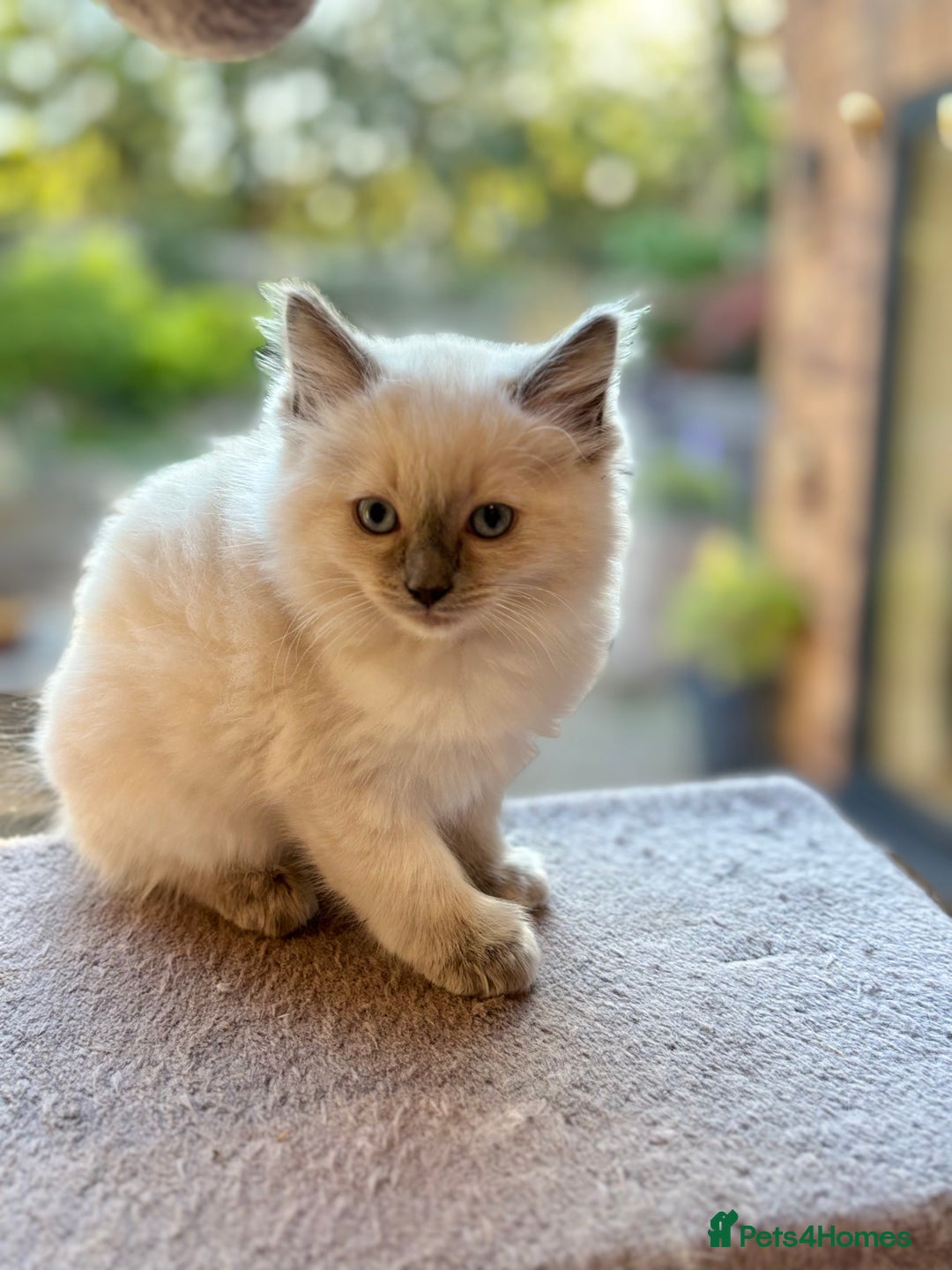 Ragdoll cats for sale: Ragdoll kittens f - Image 5