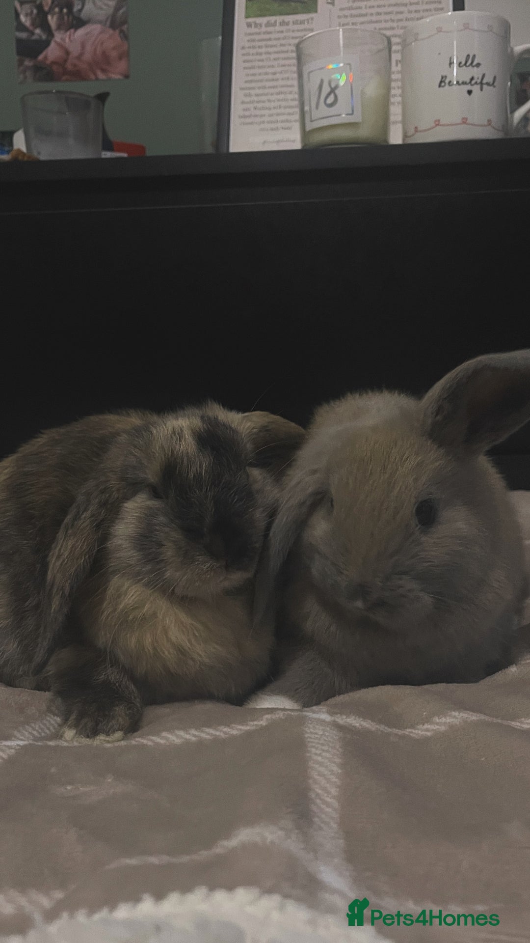 Harlequin rabbits for sale: London and Lainey  - Advert 1