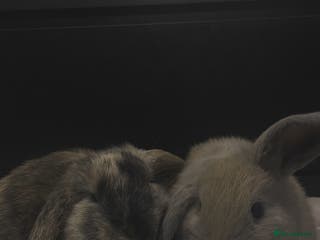 Harlequin rabbits London and Lainey - Advert 1