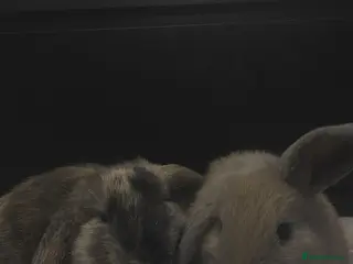 Harlequin rabbits London and Lainey - Advert 1