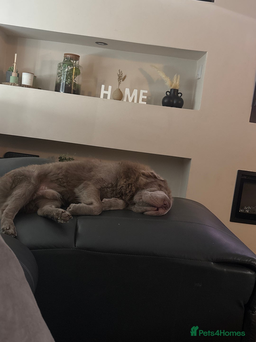 Shar Pei dogs for sale: 8 month old bear coat shar pei male  - Image 2