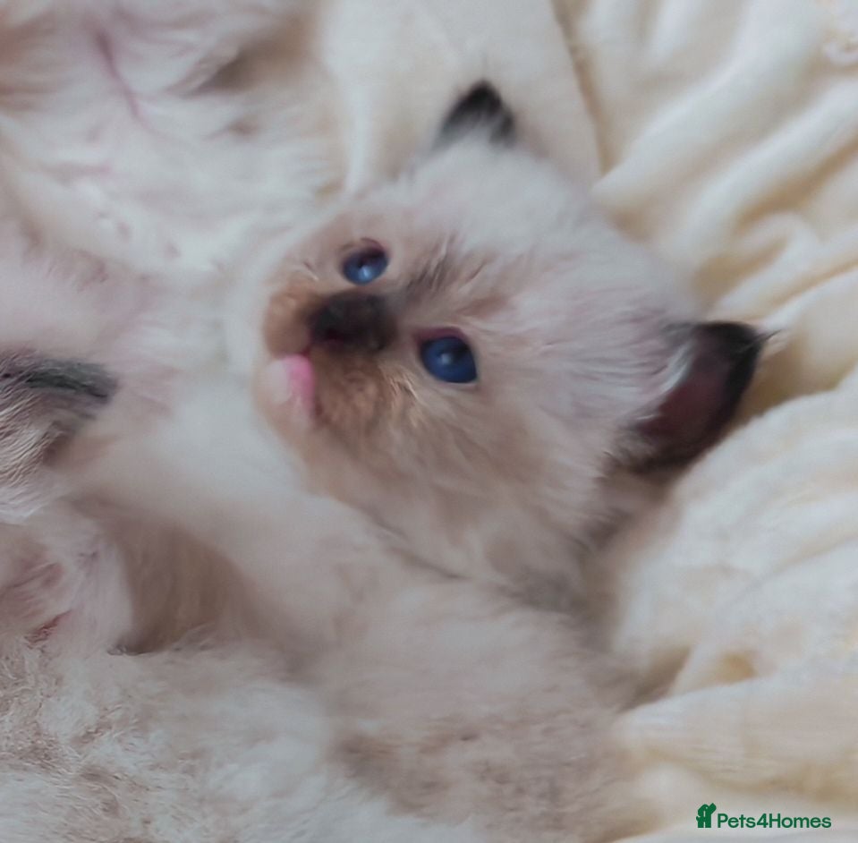 Ragdoll cats Raised with Love, looking for forever homes 🏠❤️ - Advert 15