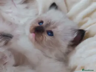 Ragdoll cats Raised with Love, looking for forever homes 🏠❤️ - Advert 15