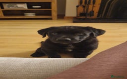 Mixed Breed dogs for sale: Rollie Pup For Sale - Image 6