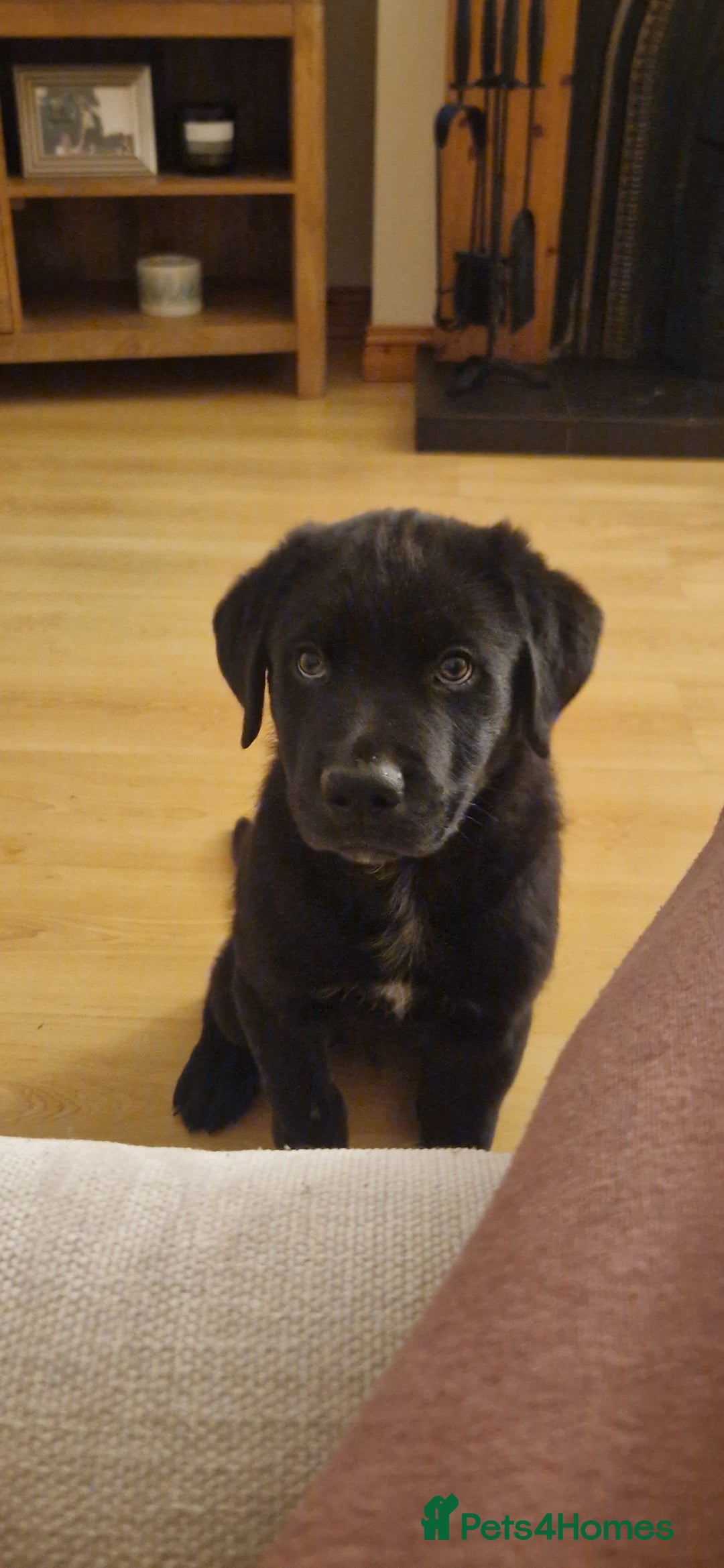 Mixed Breed dogs for sale: Rollie Pup For Sale - Image 6