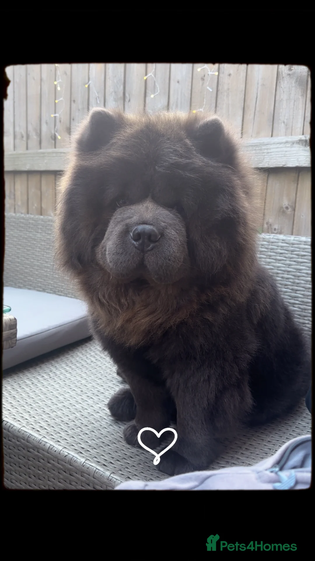 Chow Chow dogs for stud: Blue KC stud - Advert 2