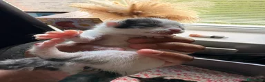 Mixed Breed 4