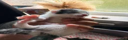 Mixed Breed cats for sale: mixed kittens for sale - Advert 7