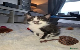 Mixed Breed cats for sale: Bella - Image 1