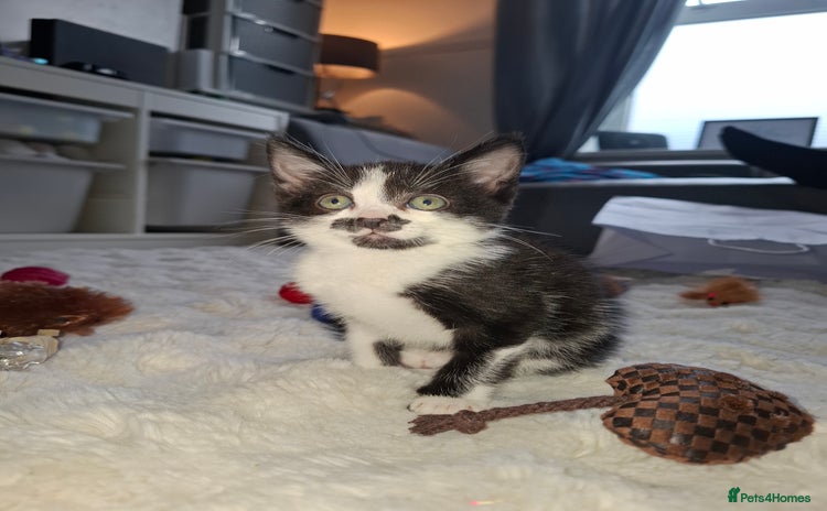 Mixed Breed cats for sale - Advert 1