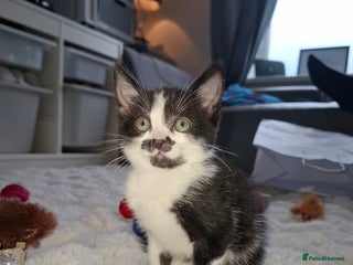 Mixed Breed cats - Advert 12