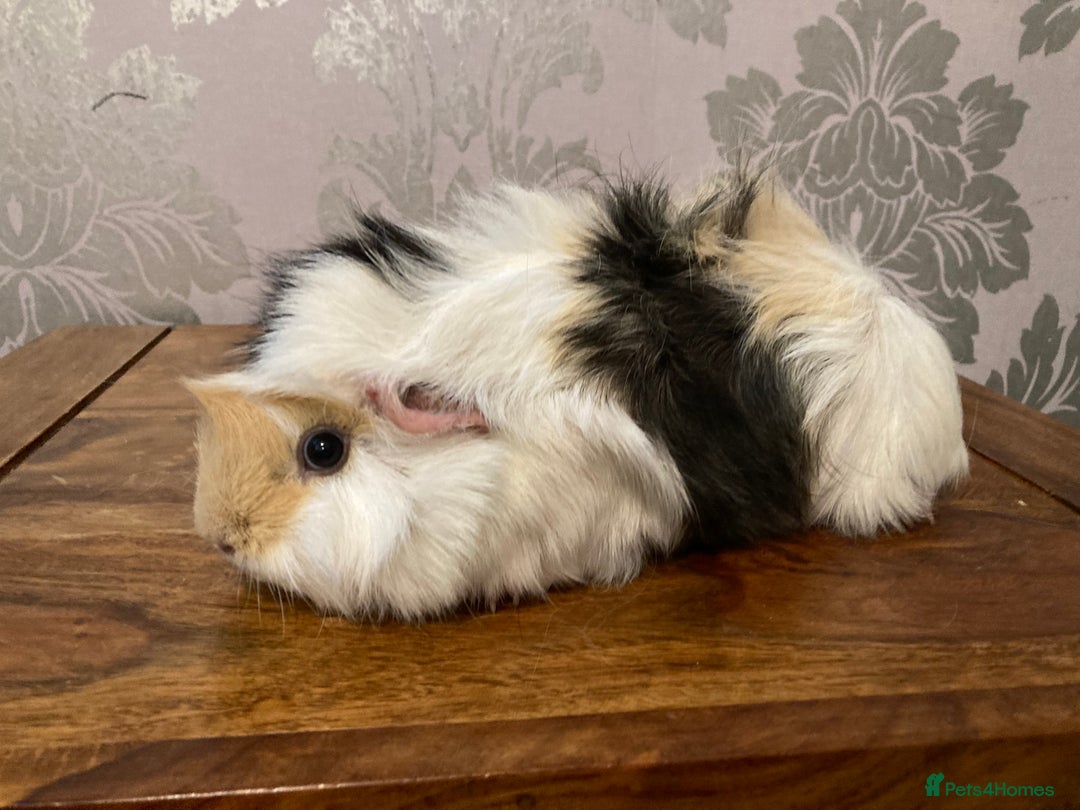 Guinea Pig rodents for sale: FEMALE Guinea pigs  - Advert 7