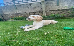 Cockapoo dogs for stud: Cockapoo for stud - Image 3