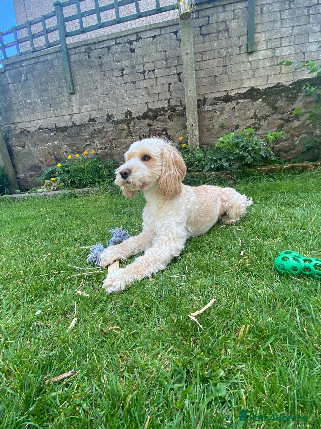 Cockapoo dogs for stud: Cockapoo for stud - Image 3