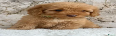 Cockapoo 8