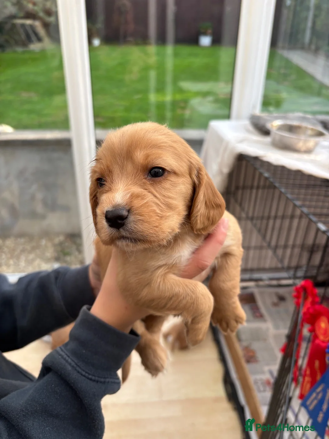 Cocker Spaniel dogs for sale: Cocker spaniel puppies  in Beaworthy - Advert 2