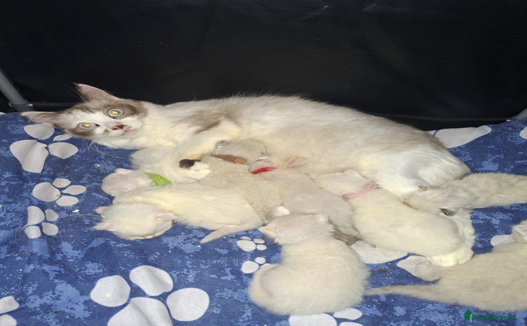 Ragdoll cats Beautiful Ragdoll kittens male and Female . - Advert 4