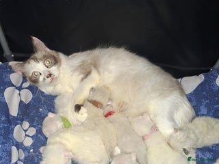 Ragdoll cats Beautiful Ragdoll kittens male and Female . - Advert 2