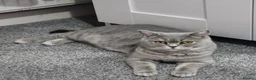 British Shorthair cats for sale: *Beautiful GCCF Reg'd Kittens*DNA Tested Parents* - Advert 14