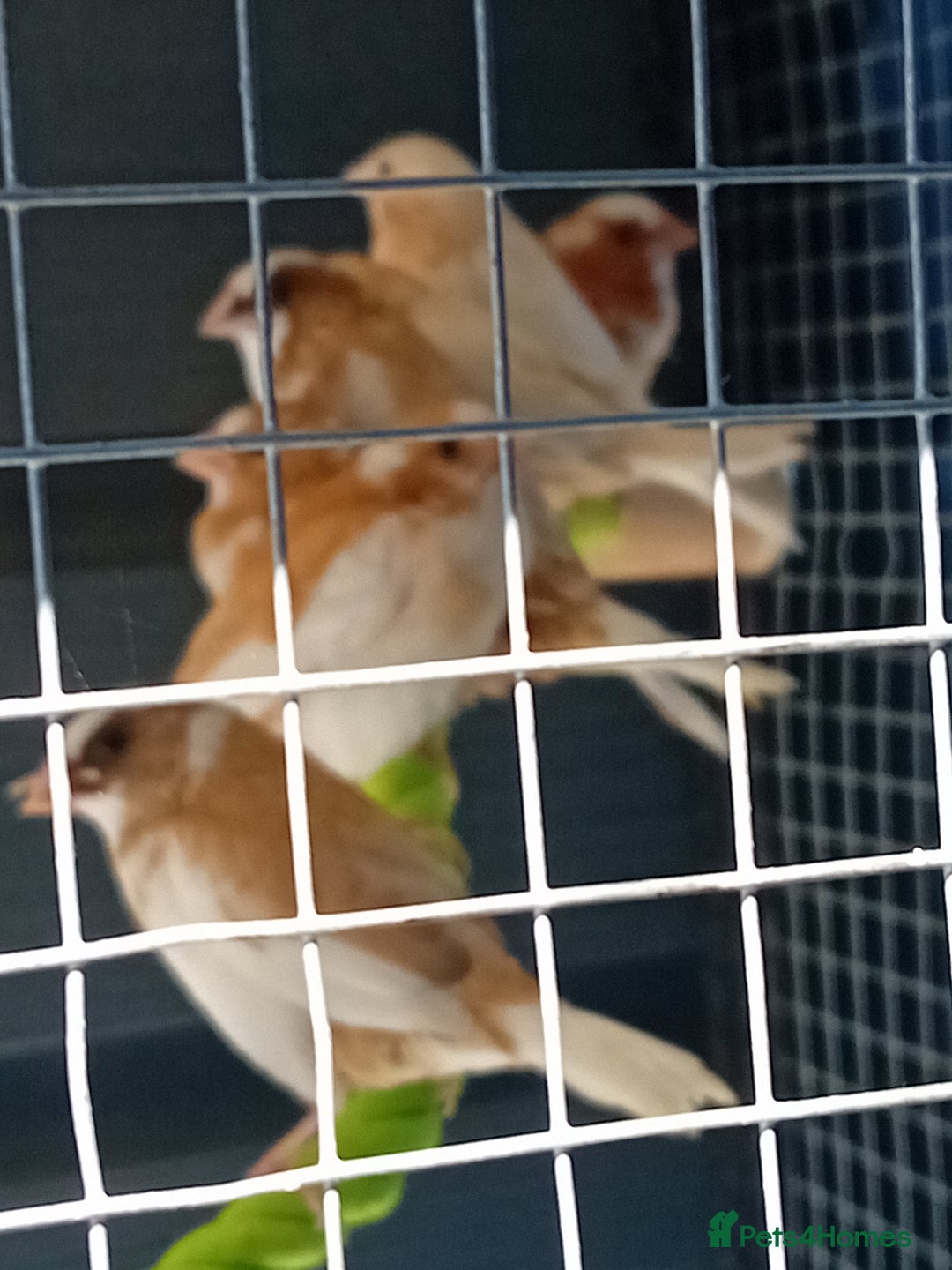 Finches birds for sale: Bengalese finches - Advert 2