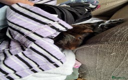 Guinea Pig rodents for sale: Lonely guinea pig  - Image 9