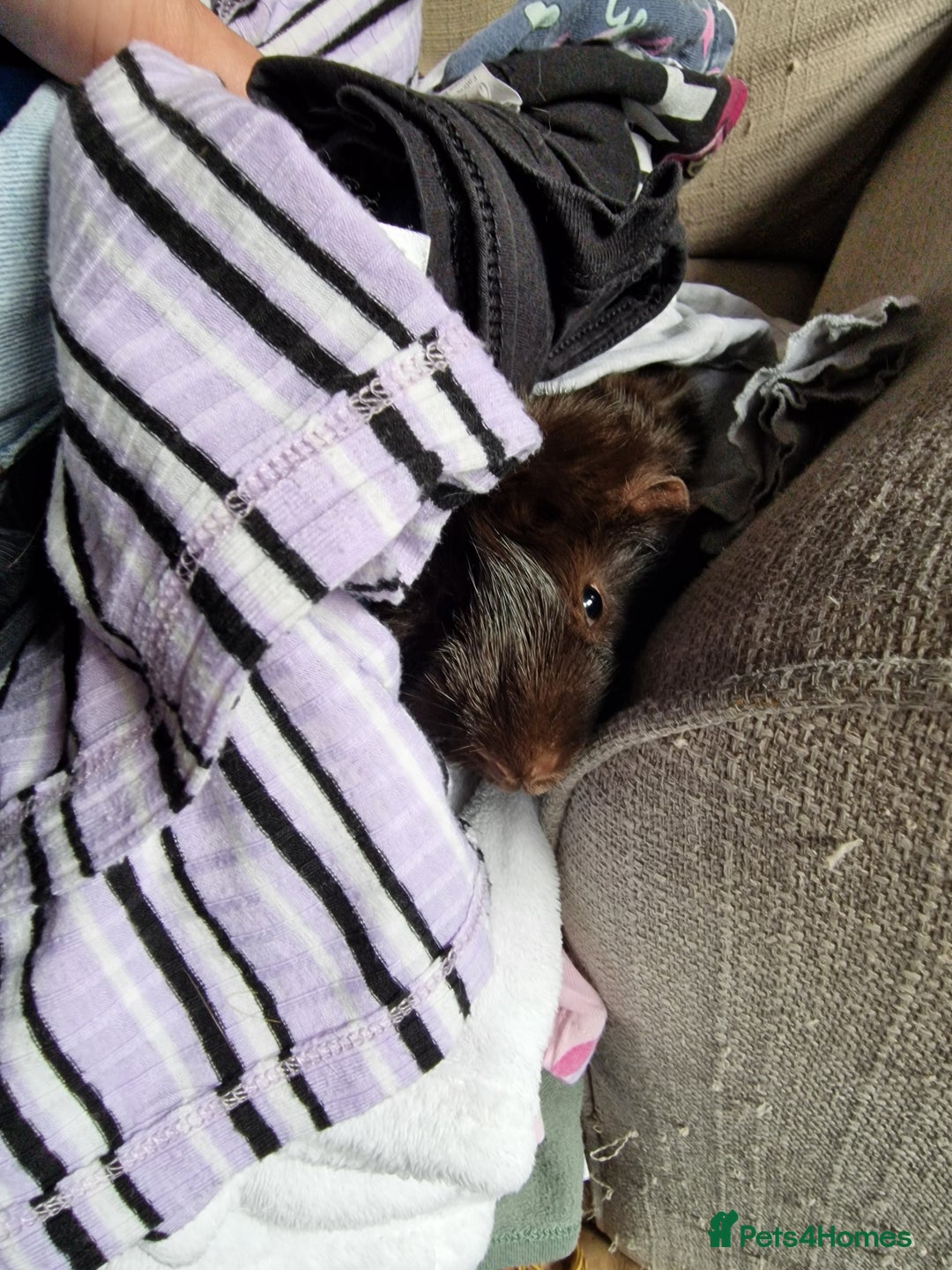 Guinea Pig rodents for sale: Lonely guinea pig  - Image 9