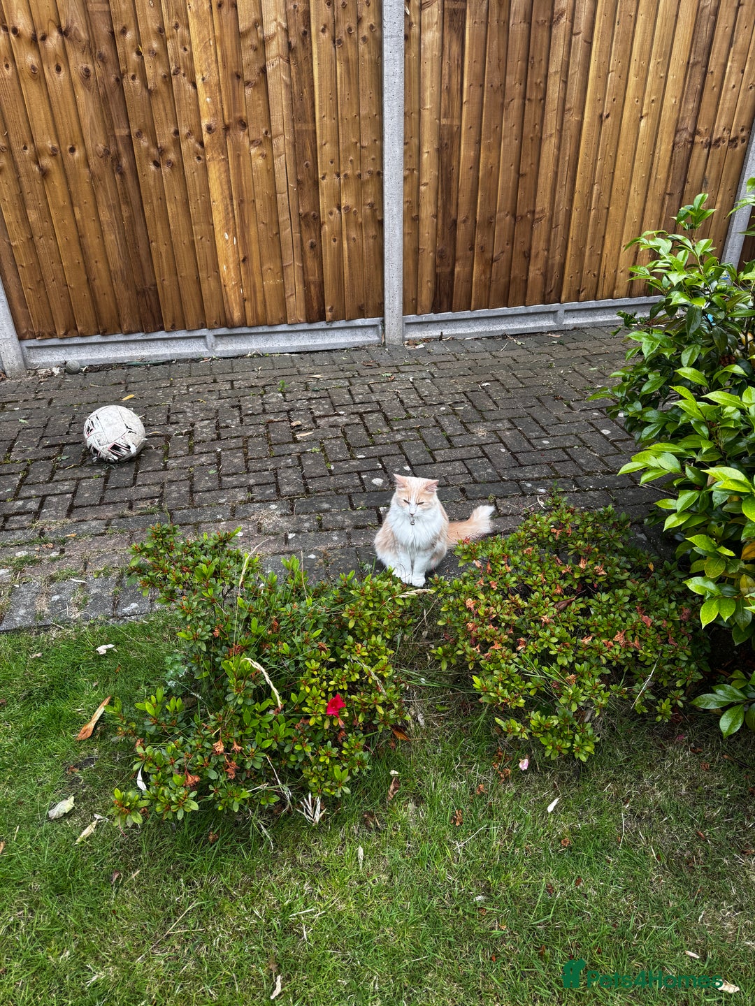 Ragdoll cats for sale: Cute 3/4 ragdoll 1/4 British blue  - Image 5