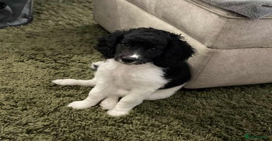 Cockapoo dogs - Advert 10