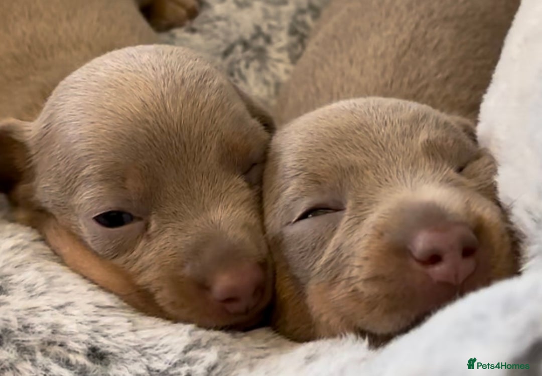 Miniature Dachshund dogs for sale: 2 Beautiful Female kc Miniature Dachshund Puppies - Advert 1