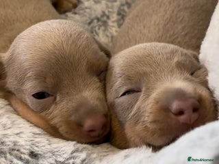 Miniature Dachshund dogs 2 Beautiful Female kc Miniature Dachshund Puppies - Advert 1