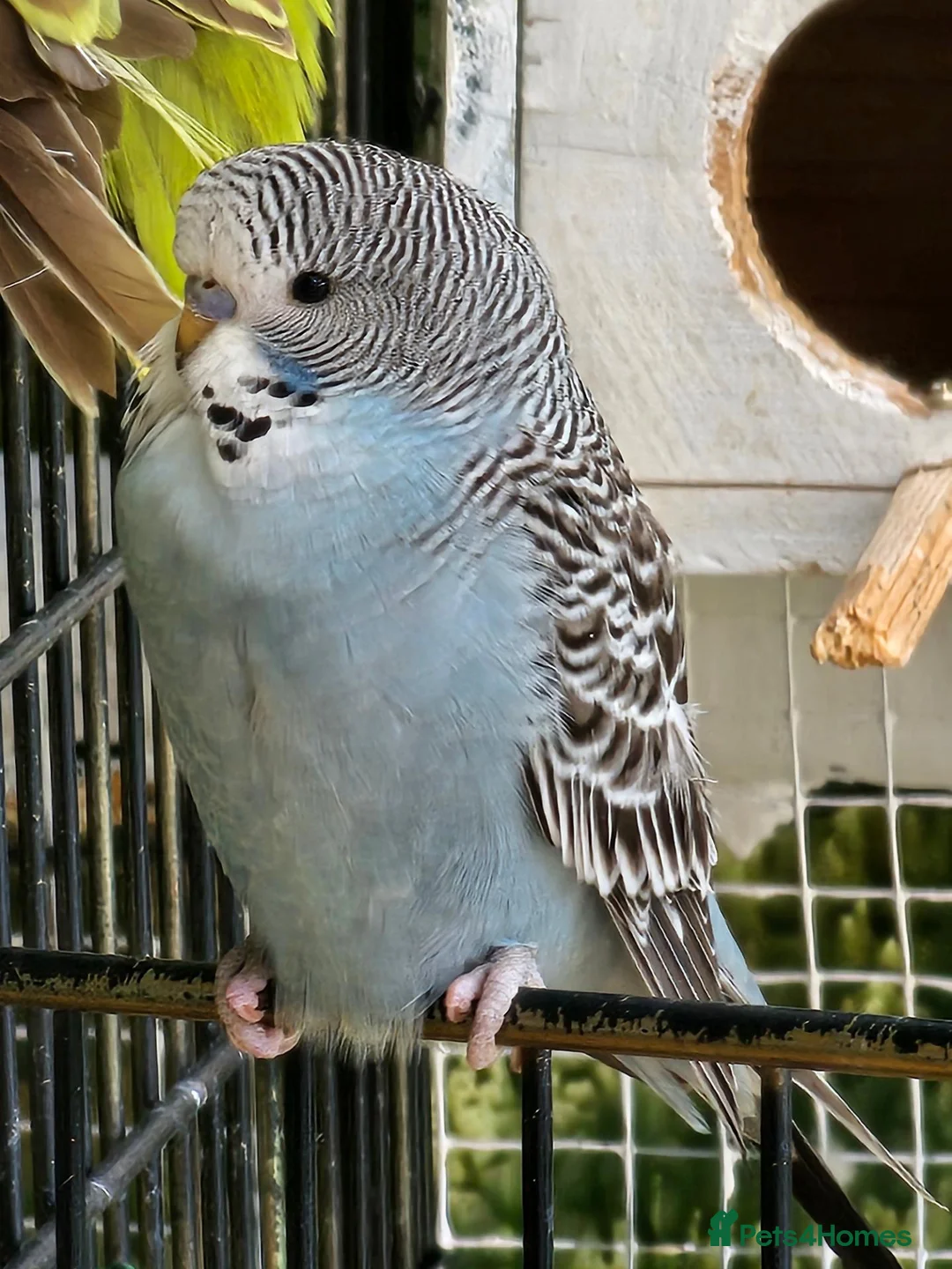 Budgerigars birds for sale: exhibition Budgies, - Advert 2