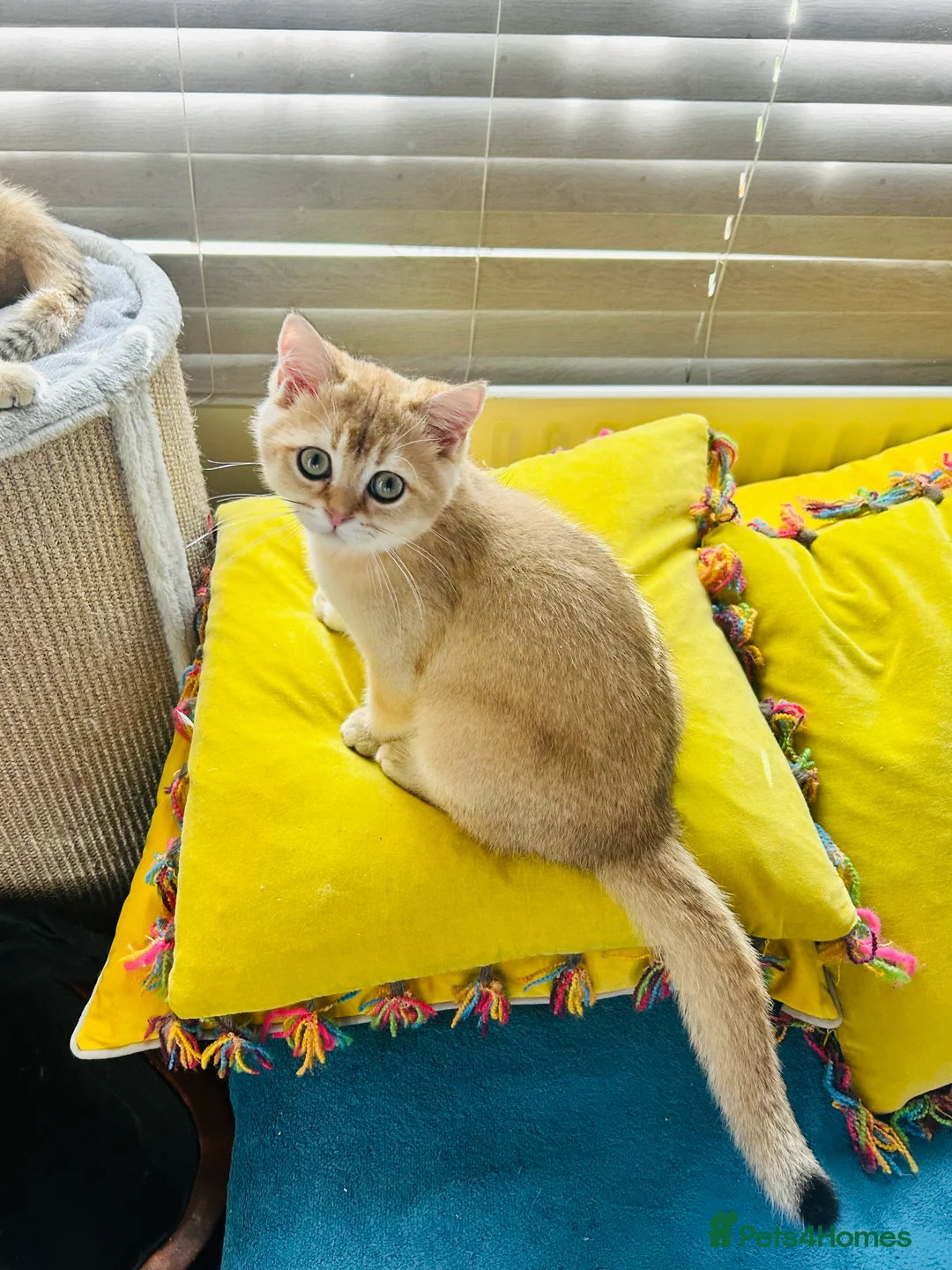 Scottish Fold cats for sale: Beautiful Golden Chinchilla kittens  - Advert 20