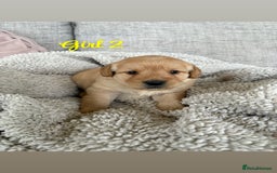Labradoodle dogs for sale: Red/Apricot Health Tested Miniature Labradoodles - Image 16