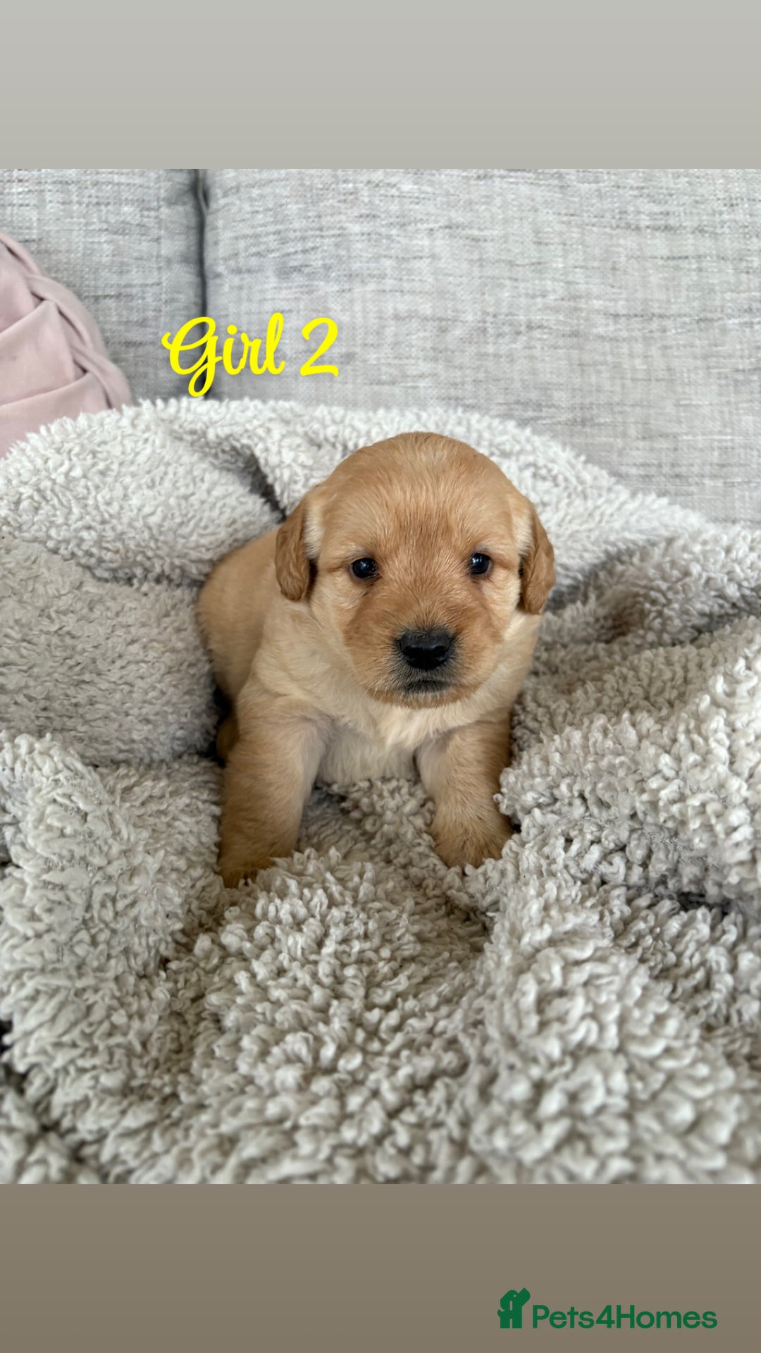 Labradoodle dogs for sale: Red/Apricot Health Tested Miniature Labradoodles - Image 16