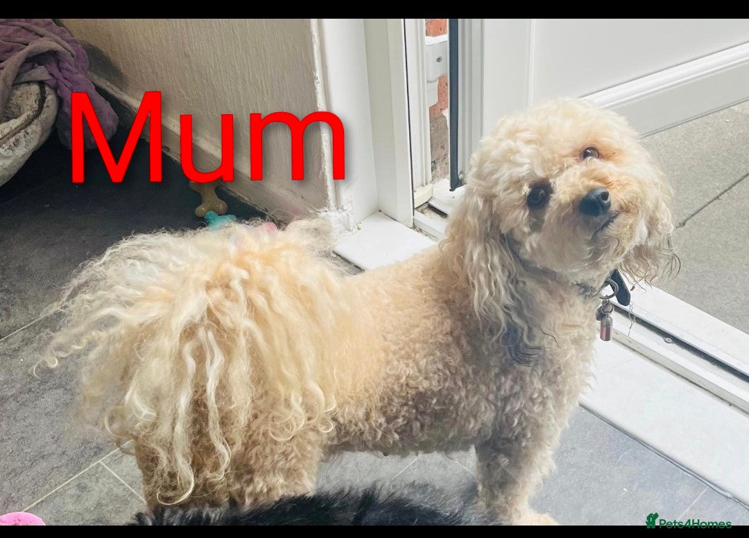 Cockapoo dogs Miniature Cockapoos in London - Advert 6