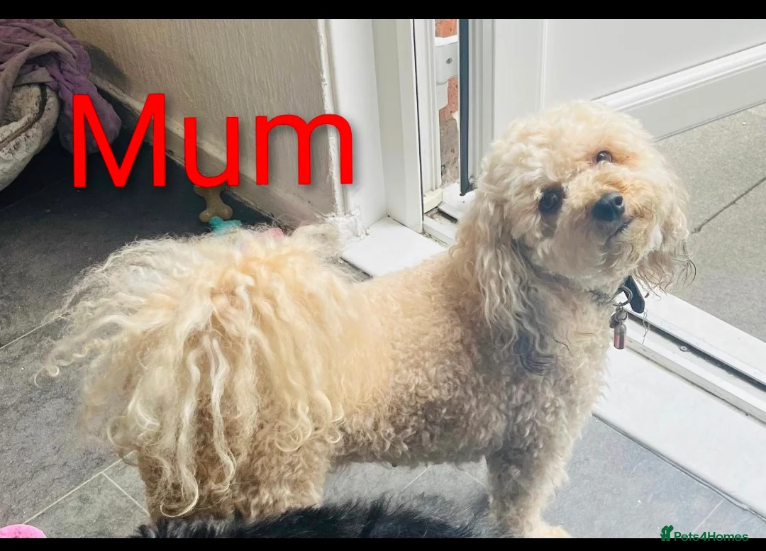 Cockapoo dogs for sale: Miniature Cockapoos in London - Advert 1