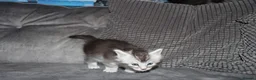 Maine Coon cats for sale: Gorgeous maine coon kittens (2 poly) - Advert 18