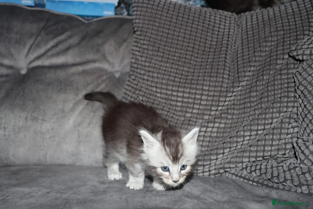Maine Coon cats for sale: beautiful Maine coon kittens (2 poly) - Advert 28
